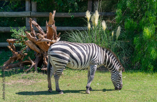 Zebra  Eating Grass