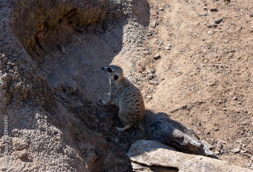 Meerkat Scouting