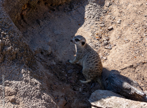 Meerkat Scouting