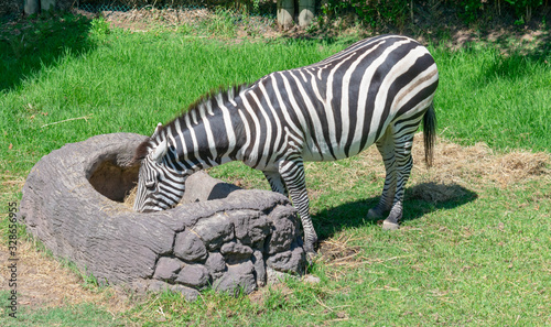 Zebra Eating