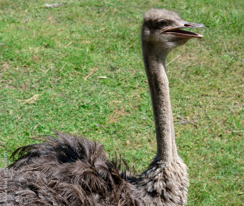 Ostrich Mouth-Opened