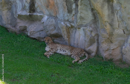 Cheetah Resting In The Shade