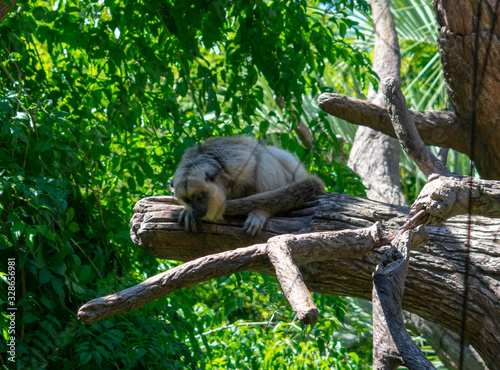 Monkey On A Tree