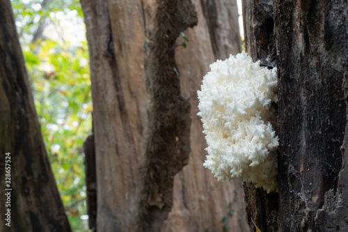 Coral mushrooms on a tree in the forest