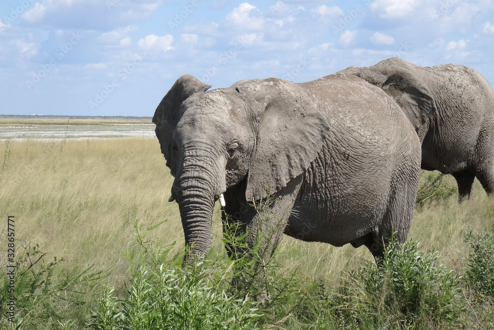 Obraz premium Loxodonta africana