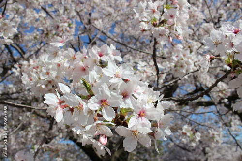 flowers in spring Japan