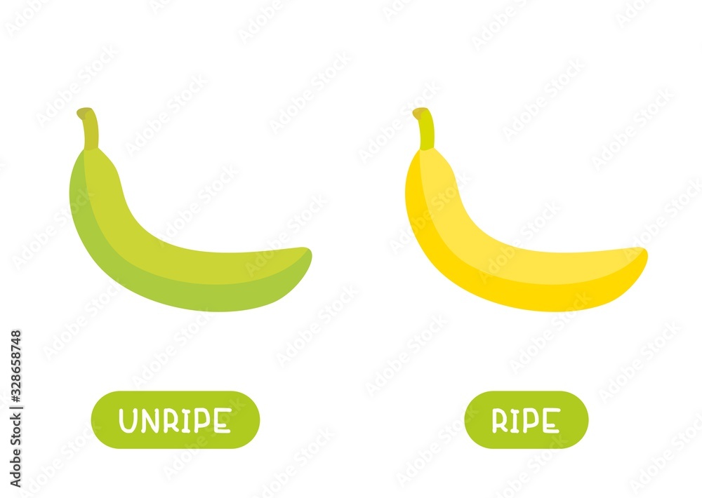 Yellow and green banana cartoon illustration with typography. Ripe and unripe antonyms word card flat vector template. Flashcard for english language learning. Opposites concept.