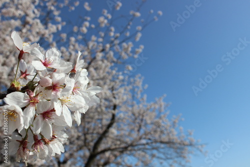 cherry blossom in spring