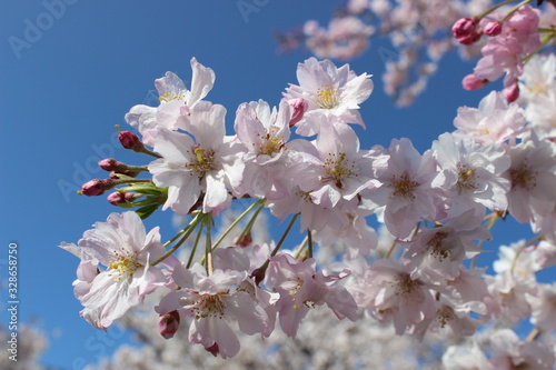 white cherry blossom in spring