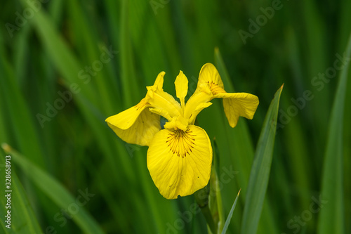 Close up of a delicate wild yellow iris flower in full bloom, in a garden in a sunny summer day, beautiful outdoor floral background