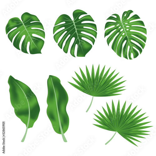 Vector set of exotic tropical leaves  banana leaves  monstera leaves  palm leaves