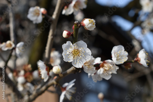 Image of Plum blossoms in full bloom