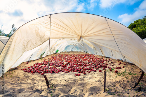 Spanish dried nyora red pepper drying in the sun on the sand and covered by a plastic,.typical Spanish ingredient photo