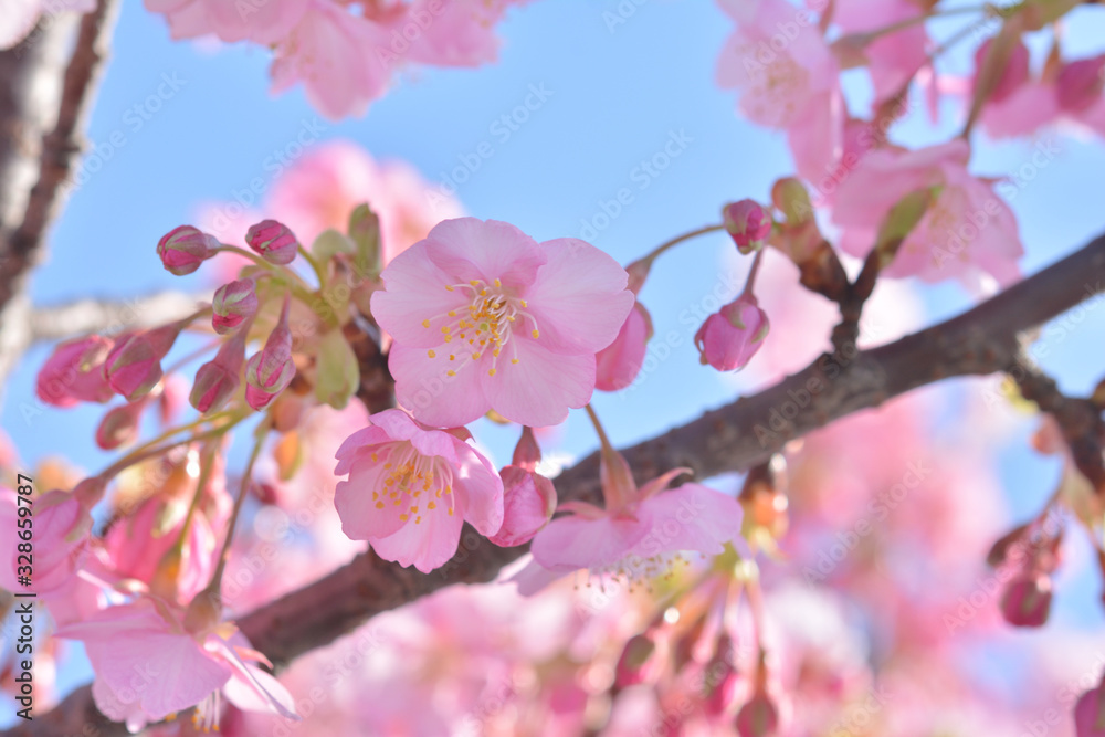 桜の花　青空