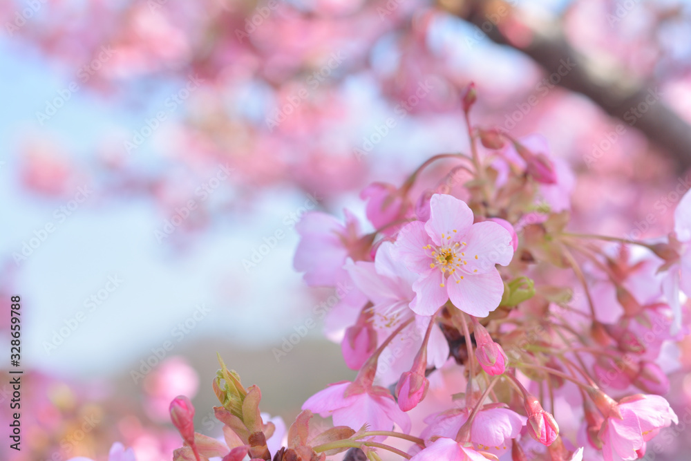 桜の花 青空 桜の花 青空