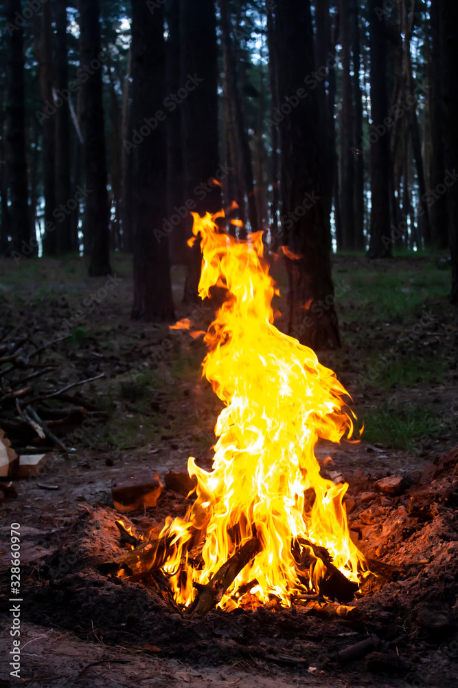 Amazing fire in the forest against a trees background. Bonfire in the forest. Orange flame of a fire Amazing fire in the forest against a trees background. Bonfire in the forest. Orange flame of a fire