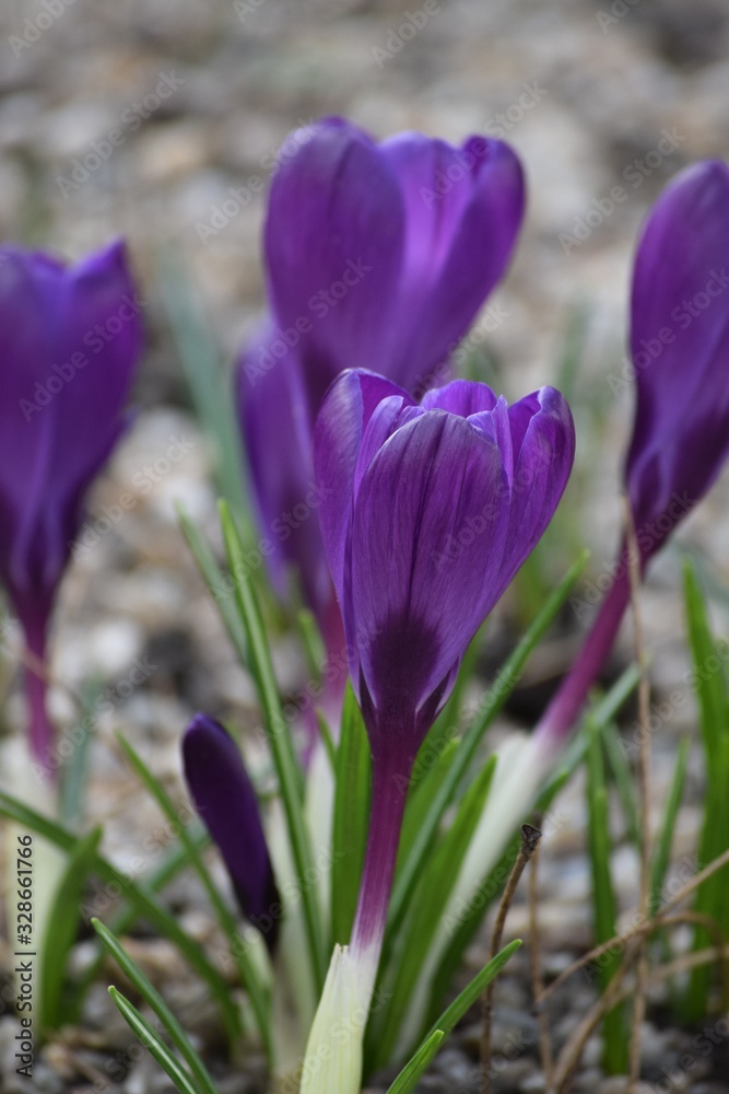 Crocus flower Crocus flower