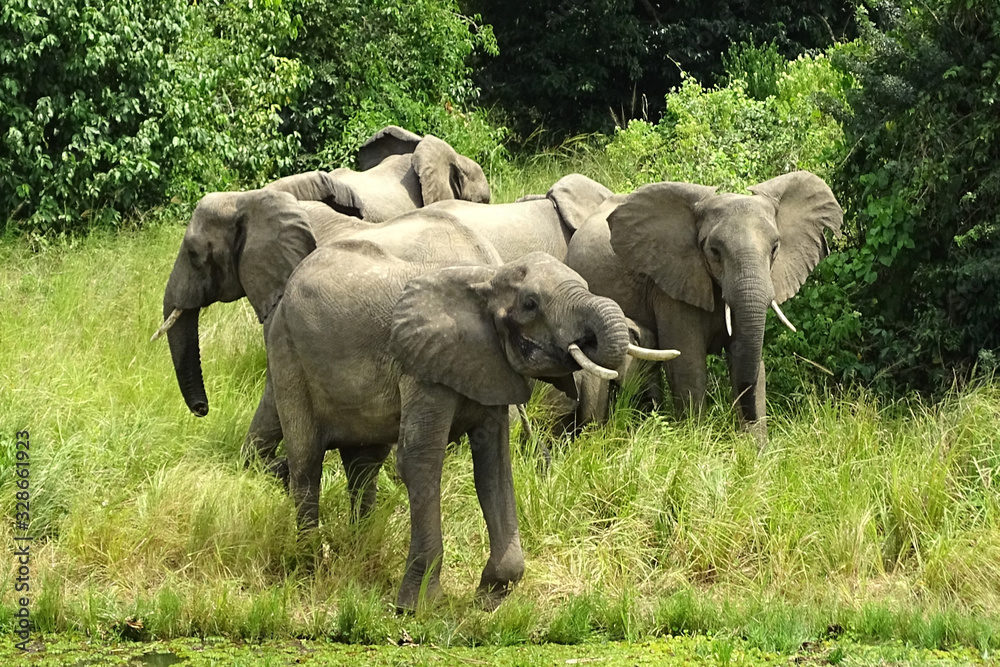 Fototapeta premium Loxodonta africana