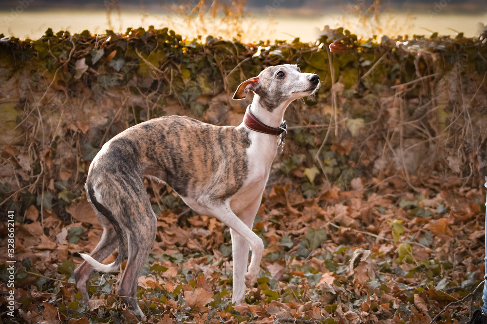 Jung female of whippet is running with ball to us. She is so active dog, she loves ball and plying outside. Jung female of whippet is running with ball to us. She is so active dog, she loves ball and plying outside.
