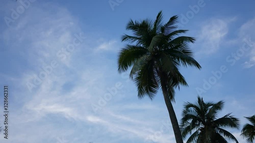Wallpaper Mural Coconut Trees and Blue Sky with Cloud Torontodigital.ca