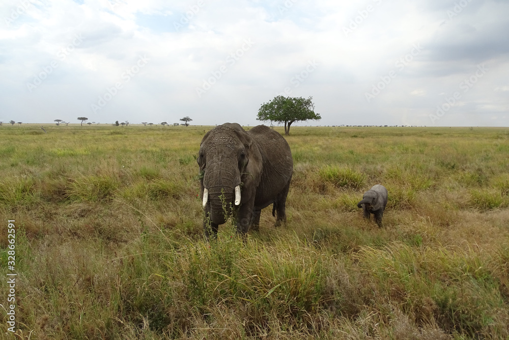 Obraz premium Loxodonta africana