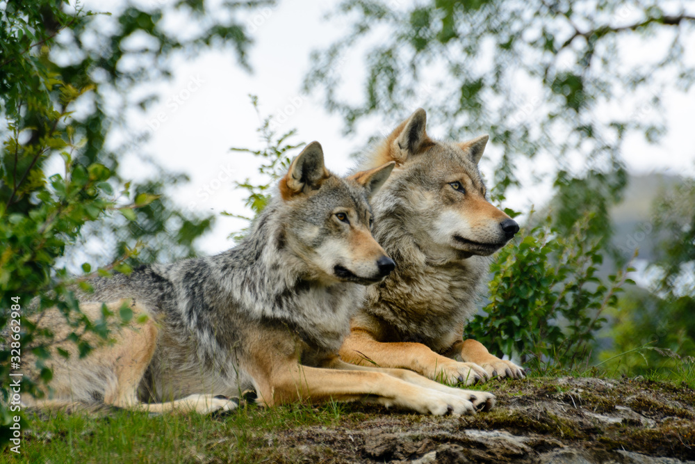 Pair of wolves relaxing. Captive animals Pair of wolves relaxing. Captive animals
