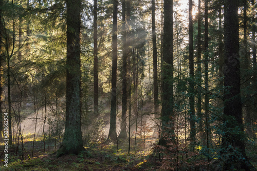 Atmospheric landscape scene through dense forest woodland © Paul Vinten