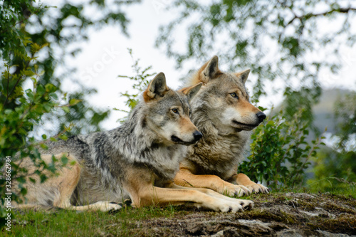 Photographie Pair of wolves relaxing. Captive animals