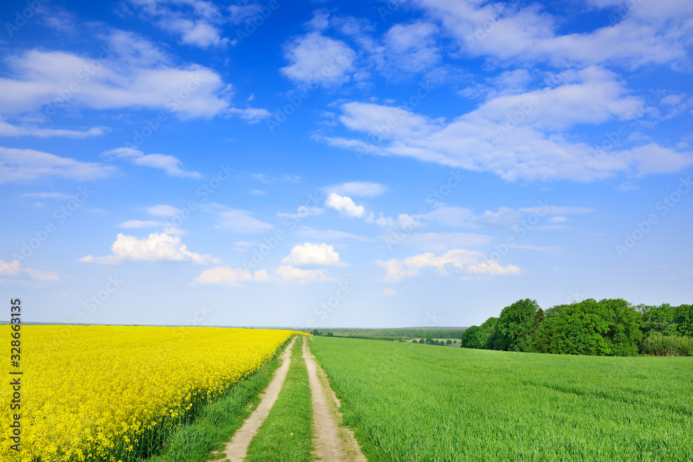 Idyllic view, rural path among green fields, blue sky in the bac Idyllic view, rural path among green fields, blue sky in the bac