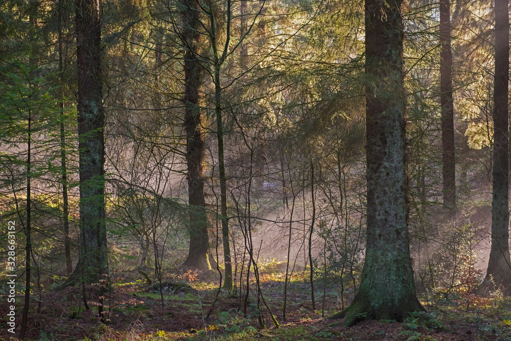 Atmospheric landscape scene through dense forest woodland