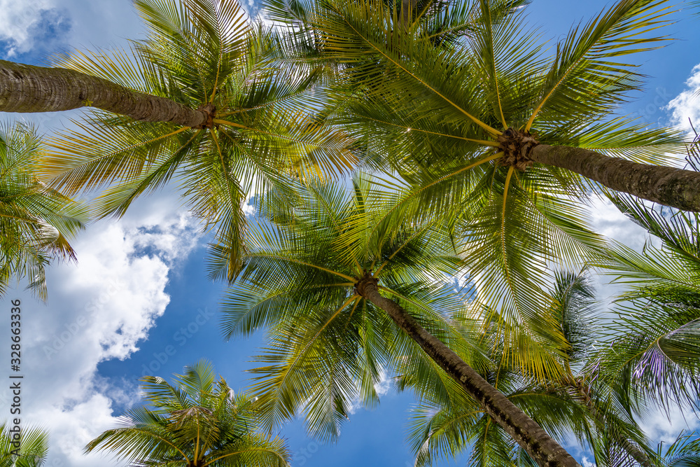 Coconut trees at the beach