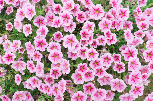 colourful pink petunia flowers in garden