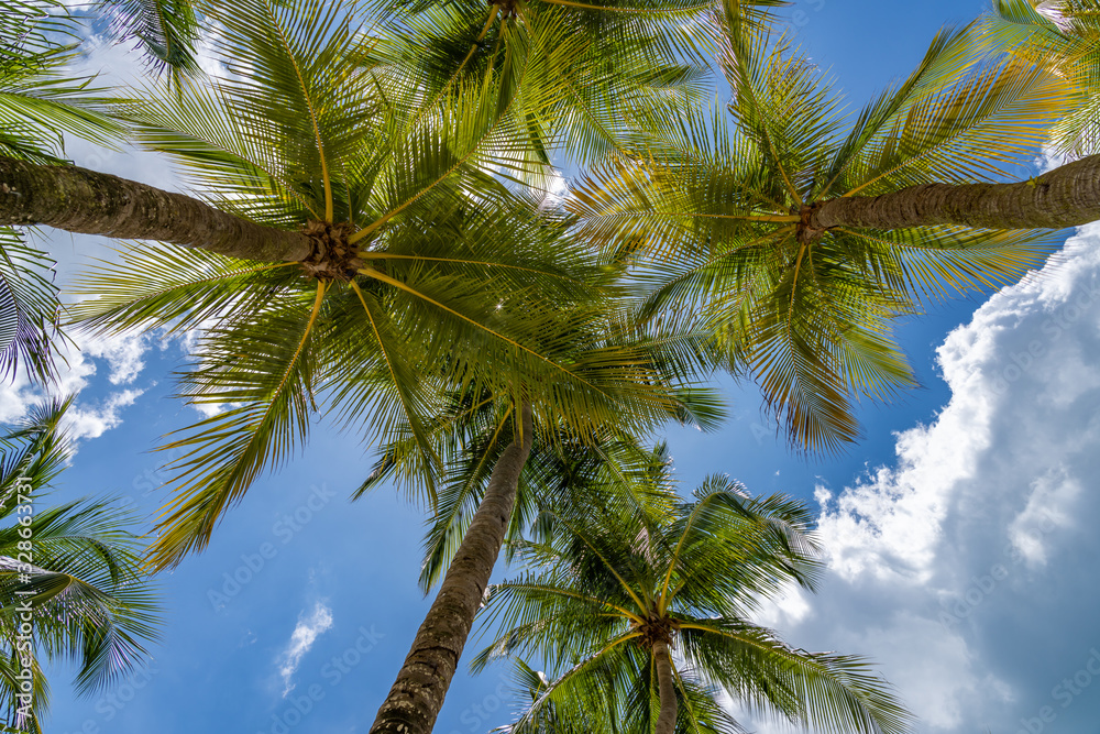 Coconut trees at the beach