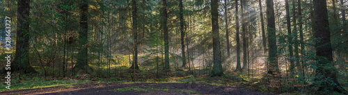 Atmospheric landscape scene through dense forest woodland