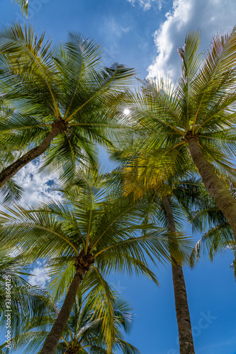 Coconut trees at the beach