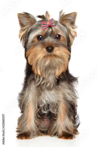 A Yorkshire Terrier puppy