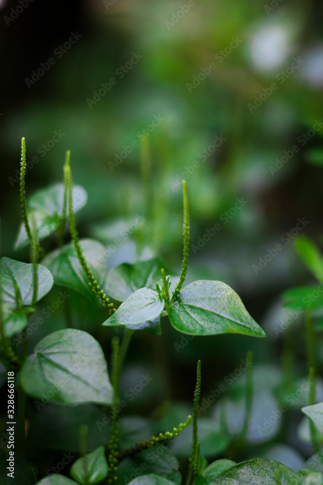 A bokeh shot of some beautiful tiny lush green plants. A bokeh shot of some beautiful tiny lush green plants.