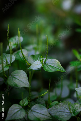A bokeh shot of some beautiful tiny lush green plants.