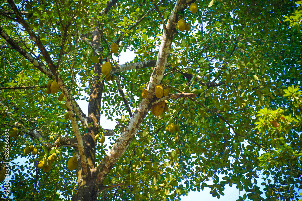 Fresh jackfruit on tree in india