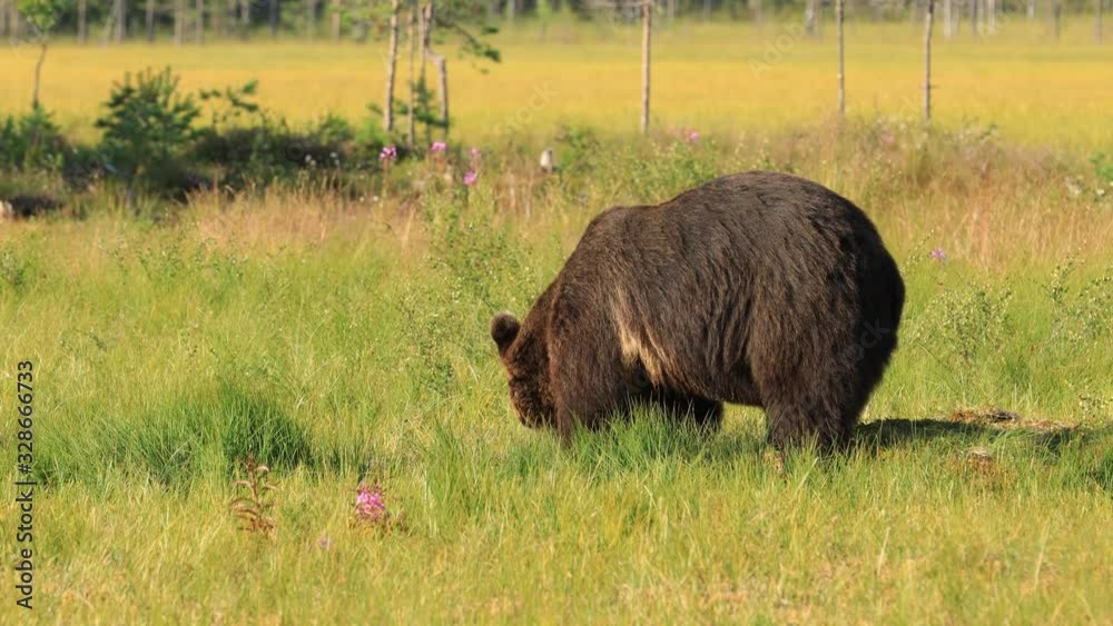 Brown bear (Ursus arctos) in wild nature is a bear that is found across much of northern Eurasia and North America. In North America, the populations of brown bears are often called grizzly bears. Brown bear (Ursus arctos) in wild nature is a bear that is found across much of northern Eurasia and North America. In North America, the populations of brown bears are often called grizzly bears.