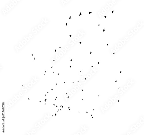 Flock of birds flying in the sky. Black silhouettes isolated on white background. Set of cut out shapes or graphic elements.