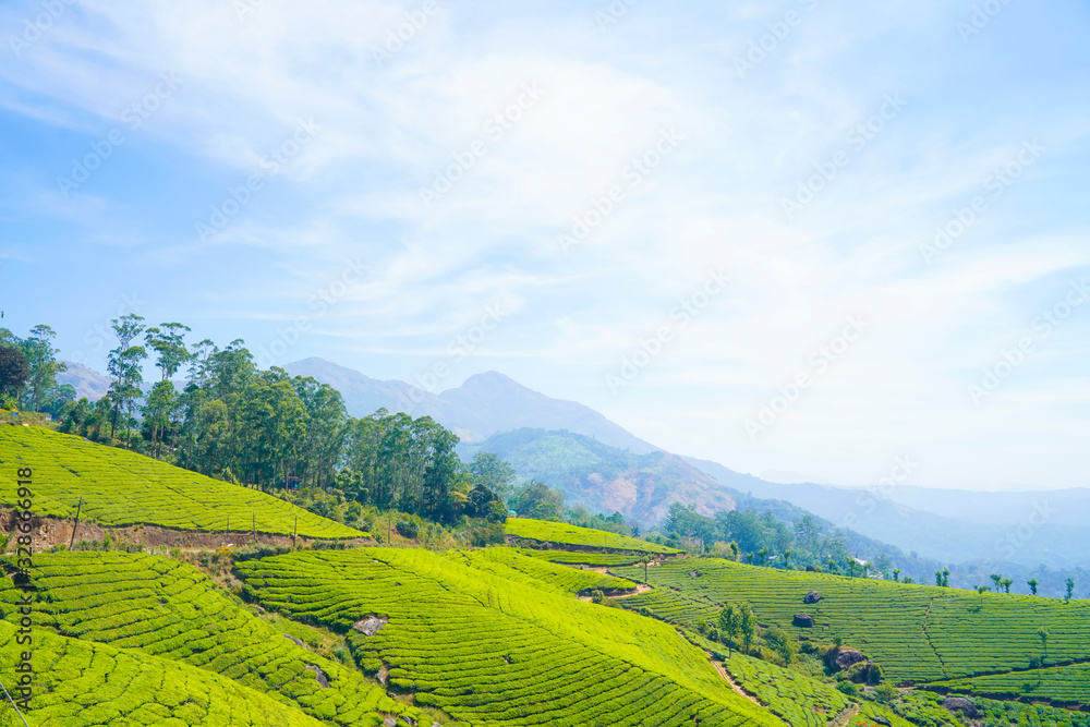 Obraz premium Famous, beautifut and ever green hill station, Munnar, in Kerala, South India