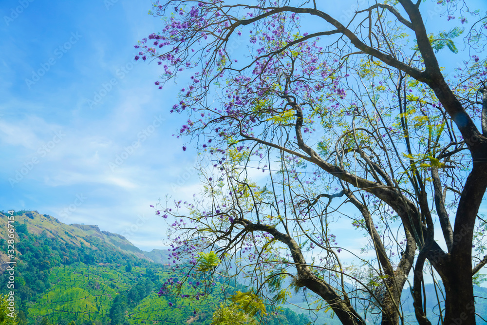 Famous, beautifut and ever green hill station, Munnar, in Kerala, South India