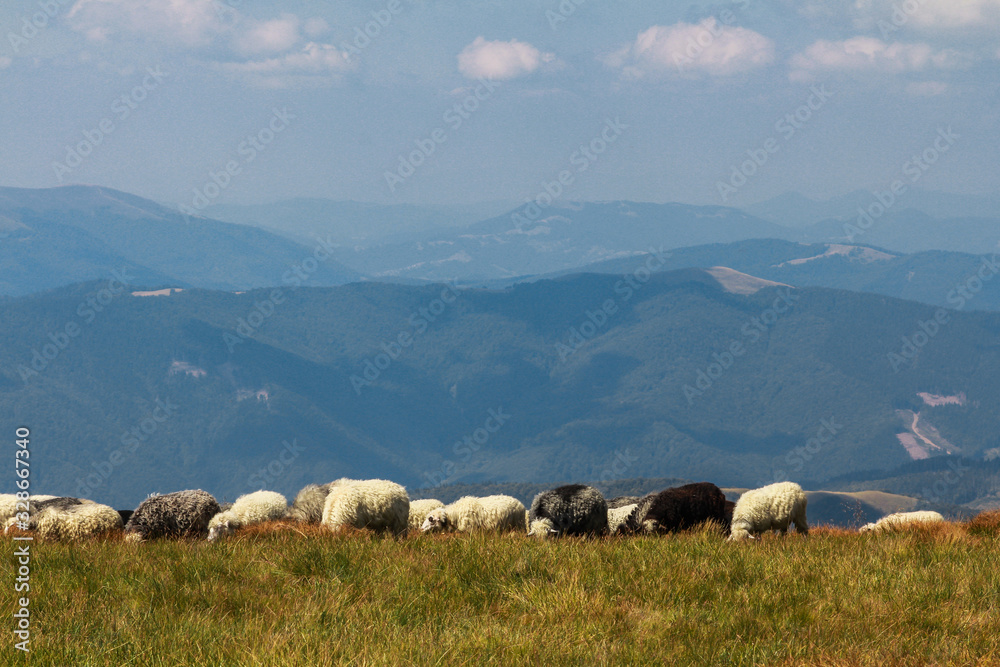 Sheep in the Carpathians on a background of mountains. The Svydovets is a mountain range in western Ukraine itself belonging to the Outer Eastern Carpathians. 