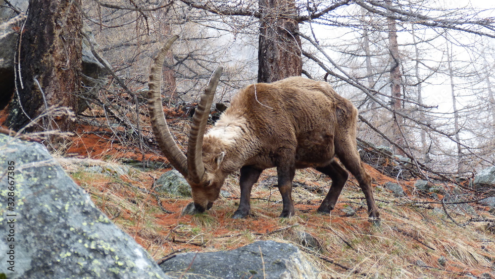 Fototapeta premium stambecco