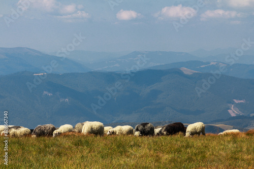 Sheep in the Carpathians on a background of mountains. The Svydovets is a mountain range in western Ukraine itself belonging to the Outer Eastern Carpathians. 