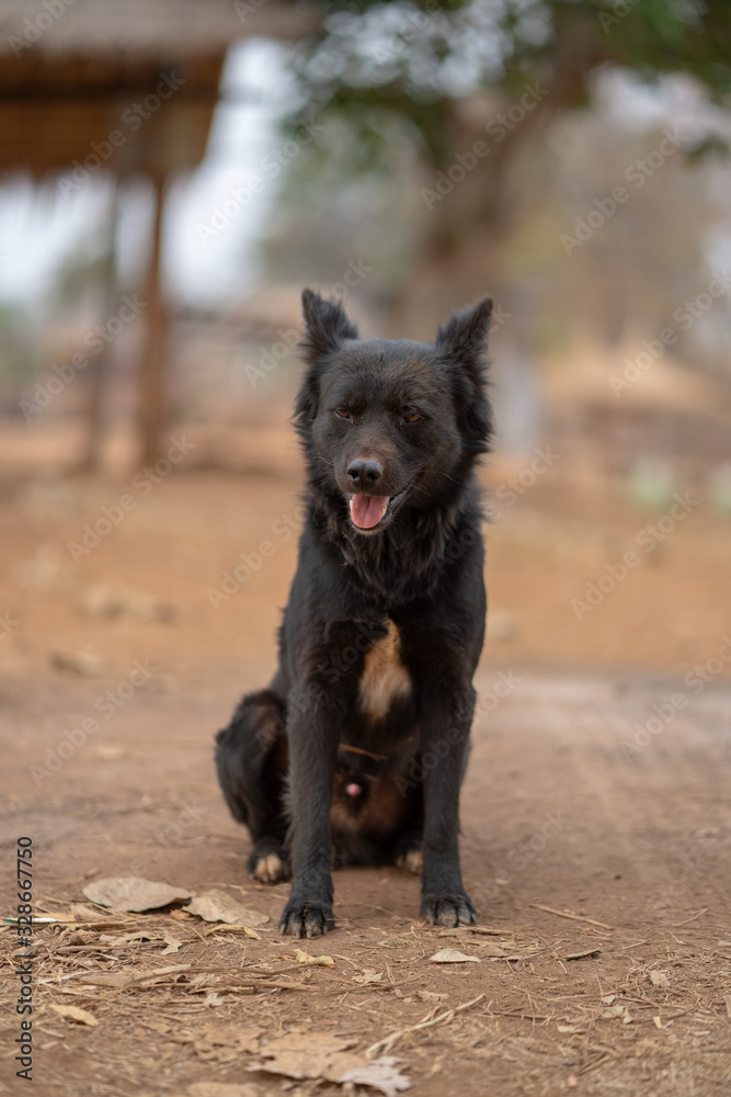 One alone black dog on floor One alone black dog on floor
