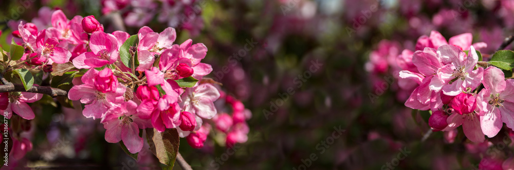Beautiful pink flowers of an apple tree close-up. Beautiful pink flowers of an apple tree close-up.