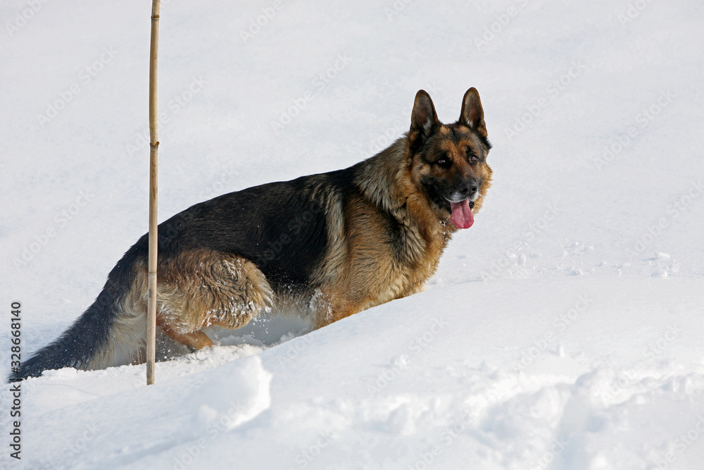 Naklejka premium cane sulla neve