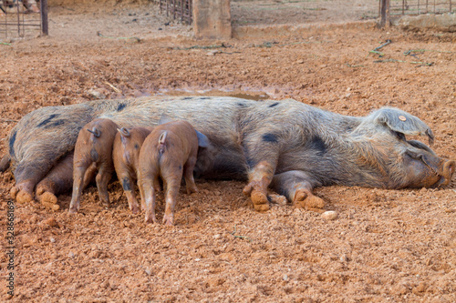 Graues spanisches Schwein photo